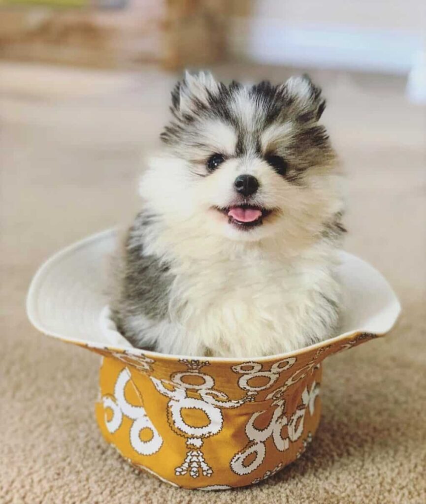 Home | teacup pomskies for sale - buy pomsky puppies online
